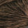 Chestnut